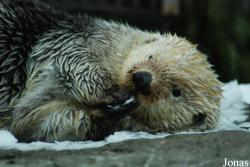 Zoo Antwerpen