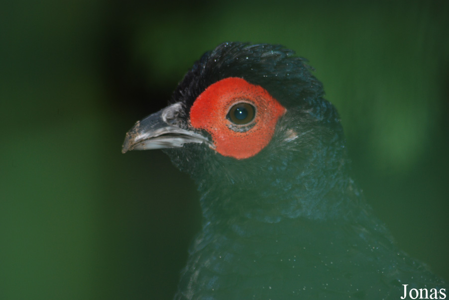 Fazanterie de Rooie Hoeve