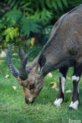 Ménagerie du Jardin des Plantes