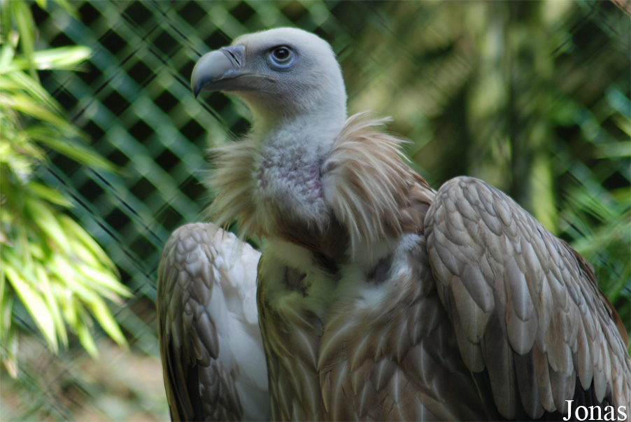 ZooParc de Beauval