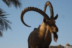 Sharjah Desert Park