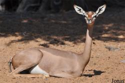 H. E. Sheikh Butti Maktoum's Wildlife Center