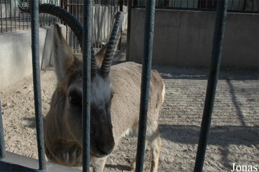 Beijing Zoological Gardens