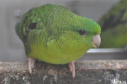 Bolborhynchus lineola