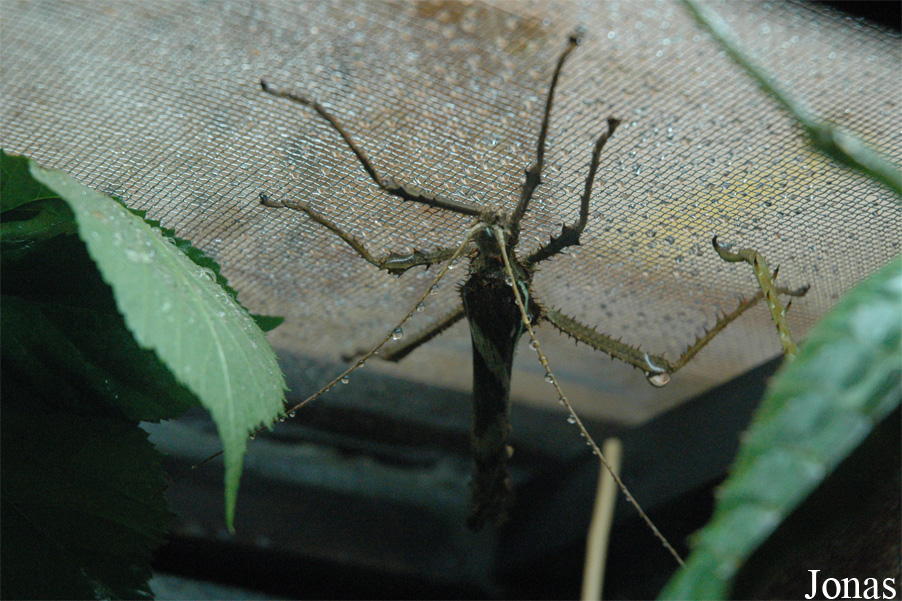 La Cité des Insectes
