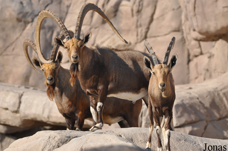Sharjah Desert Park