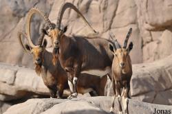 Sharjah Desert Park