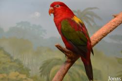 Lorius garrulus flavopalliatus