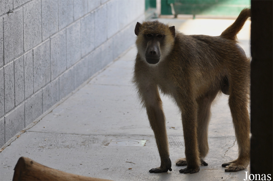 Al Ain Zoo