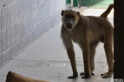Al Ain Zoo