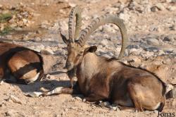 Al Ain Zoo