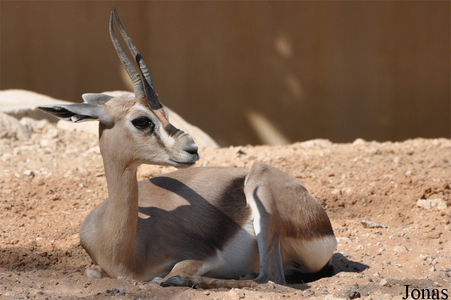 Al Ain Zoo