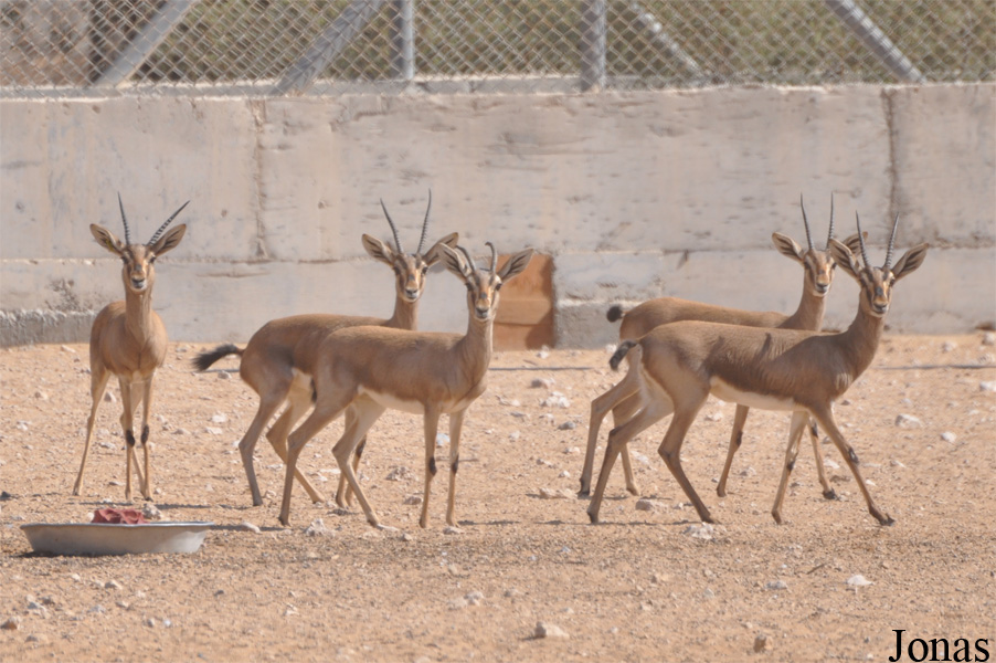 Al Ain Zoo