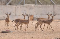 Al Ain Zoo
