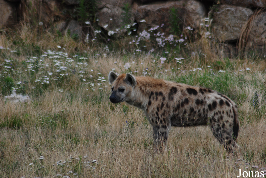 Safari de Peaugres