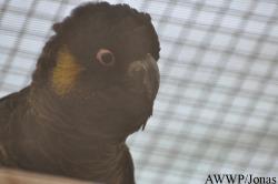 Al Wabra Wildlife Preservation