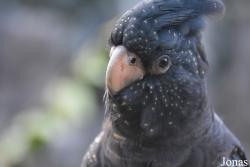 Calyptorhynchus banksii