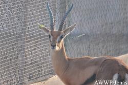 Al Wabra Wildlife Preservation
