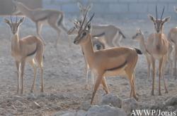 Al Wabra Wildlife Preservation