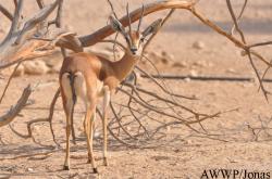 Al Wabra Wildlife Preservation