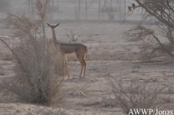 Al Wabra Wildlife Preservation