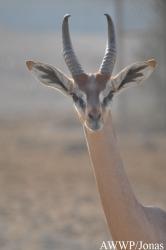 Al Wabra Wildlife Preservation
