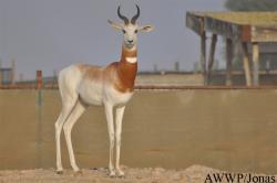 Al Wabra Wildlife Preservation