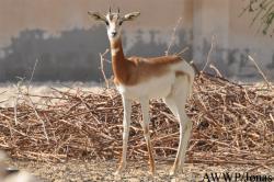 Al Wabra Wildlife Preservation