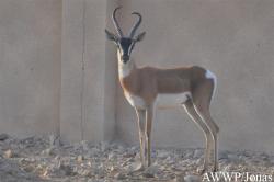 Al Wabra Wildlife Preservation