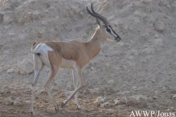 Al Wabra Wildlife Preservation