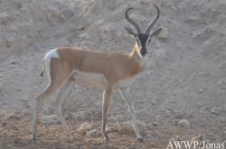 Al Wabra Wildlife Preservation