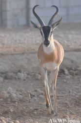 Al Wabra Wildlife Preservation