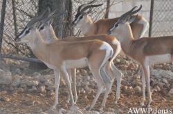 Al Wabra Wildlife Preservation