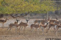 Al Wabra Wildlife Preservation