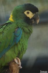 Parc des Oiseaux