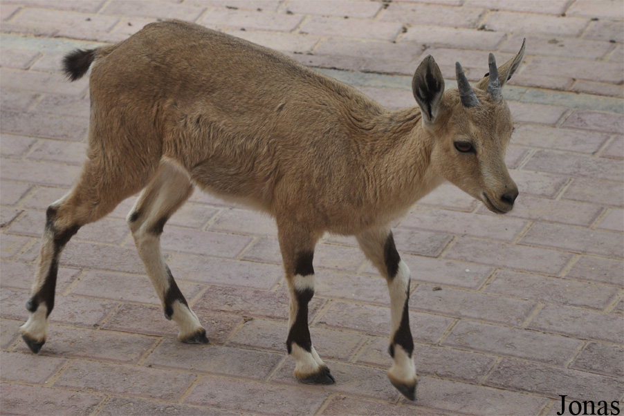 Sharjah Desert Park