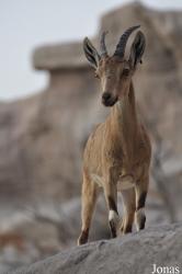 Sharjah Desert Park