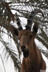 Sharjah Desert Park