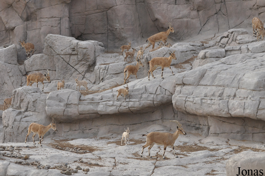 Sharjah Desert Park