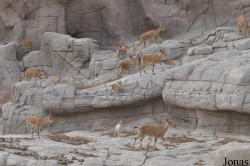Sharjah Desert Park