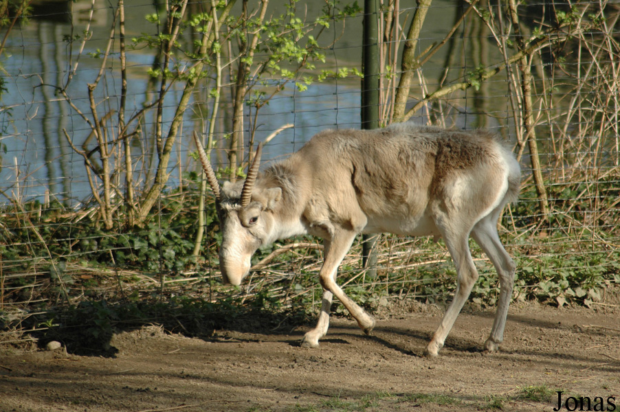 Zoo Köln