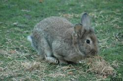 Lapin domestique