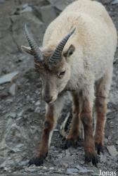 Zoo Praha