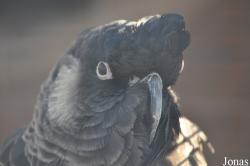 Vogelpark Avifauna
