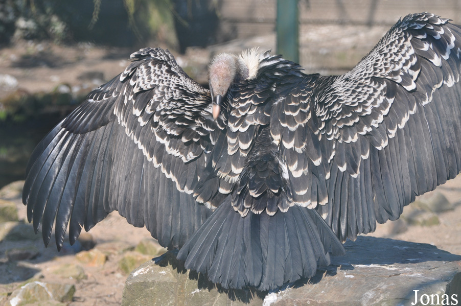 Vogelpark Avifauna