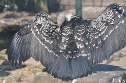 Vogelpark Avifauna