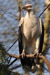 Zoo Parc Overloon