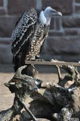 Tierpark Gotha