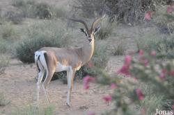 H. E. Sheikh Butti Maktoum's Wildlife Center (Murquab location)