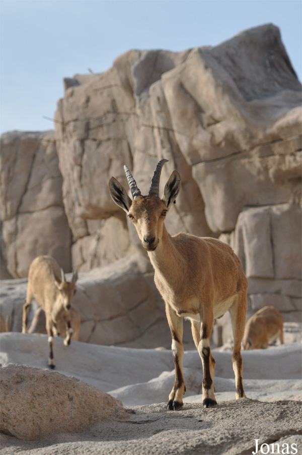 Sharjah Desert Park